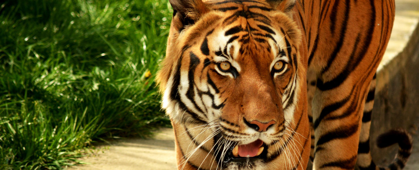 Chinnar Wildlife Sanctuary